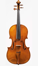 Viola